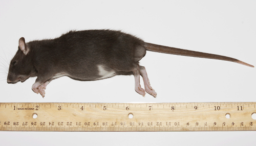 ratmedium